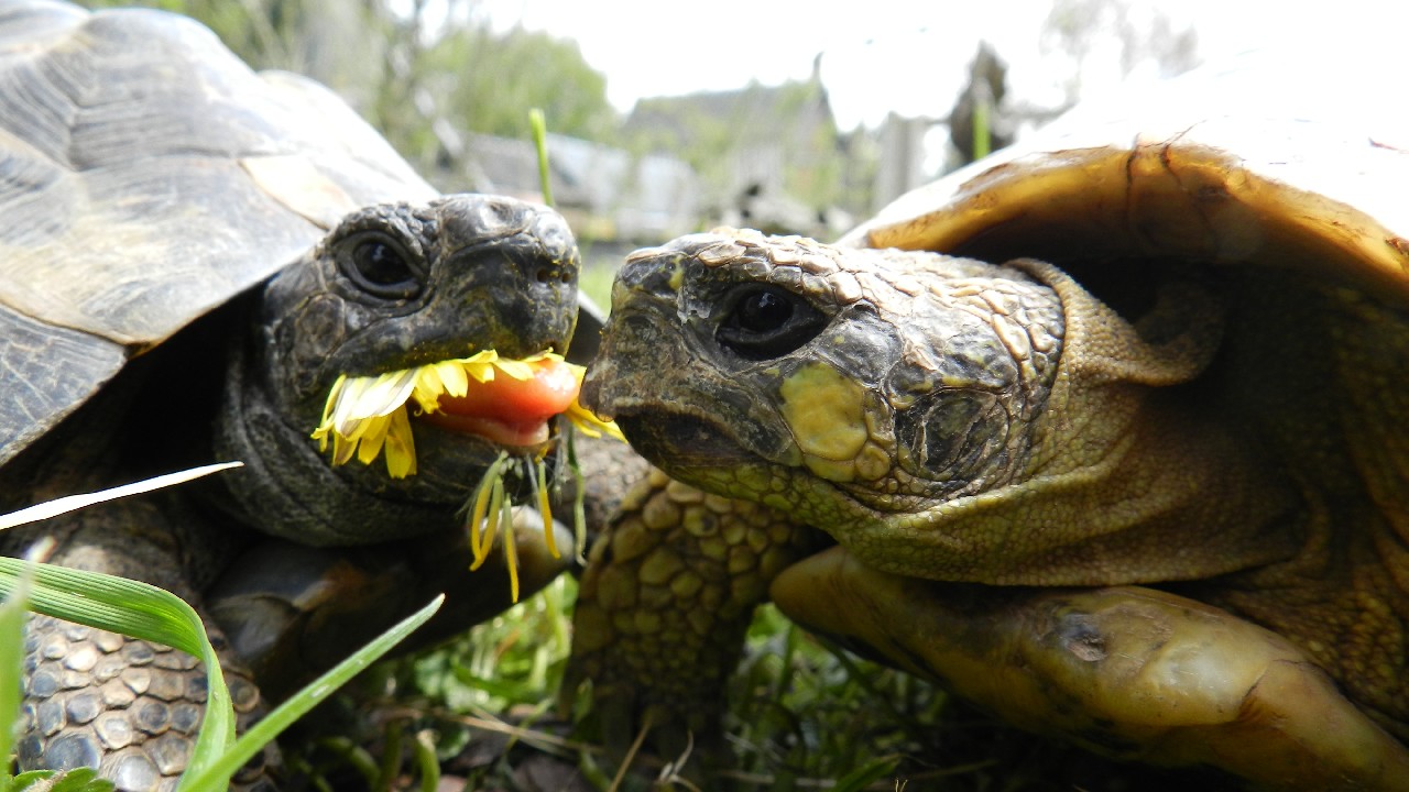 Couple de tortues herman
